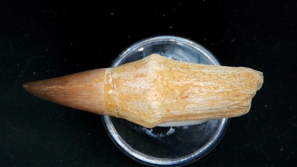 Morocco Cretaceous Prognathodon Anceps Mosasaur Rooted Tooth 39c | Fossils for Sale