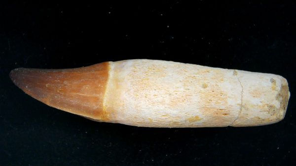 Morocco Cretaceous Prognathodon Anceps Mosasaur Rooted Tooth 40 | Fossils for Sale