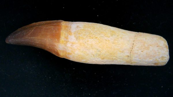 Morocco Cretaceous Prognathodon Anceps Mosasaur Rooted Tooth 40a | Fossils for Sale