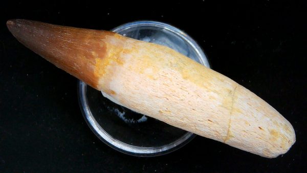 Morocco Cretaceous Prognathodon Anceps Mosasaur Rooted Tooth 40b | Fossils for Sale