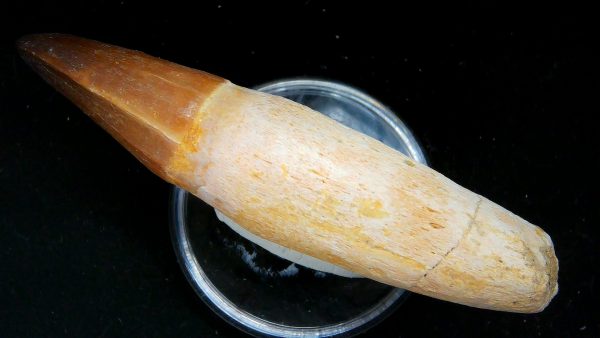 Morocco Cretaceous Prognathodon Anceps Mosasaur Rooted Tooth 40c | Fossils for Sale