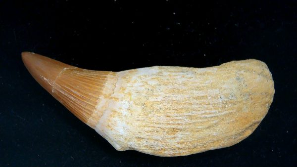 Morocco Cretaceous Prognathodon Anceps Mosasaur Rooted Tooth 41 | Fossils for Sale