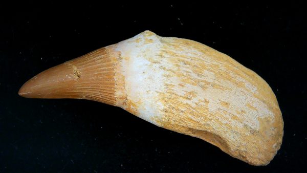 Morocco Cretaceous Prognathodon Anceps Mosasaur Rooted Tooth 41a | Fossils for Sale