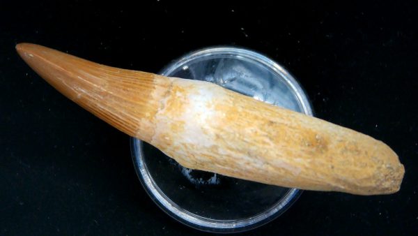 Morocco Cretaceous Prognathodon Anceps Mosasaur Rooted Tooth 41b | Fossils for Sale