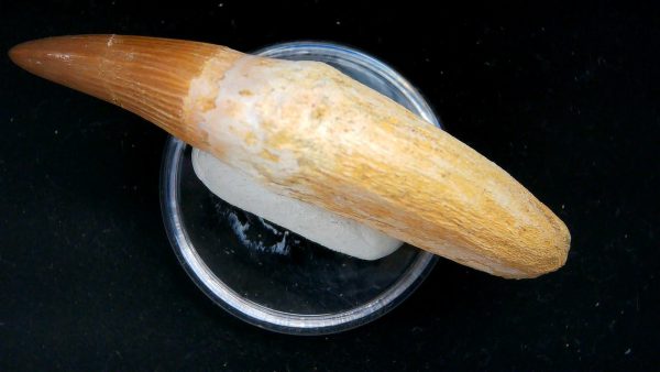 Morocco Cretaceous Prognathodon Anceps Mosasaur Rooted Tooth 41c | Fossils for Sale