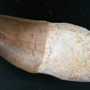 Prognathodon anceps Cretaceous Mosasaurus Tooth #42