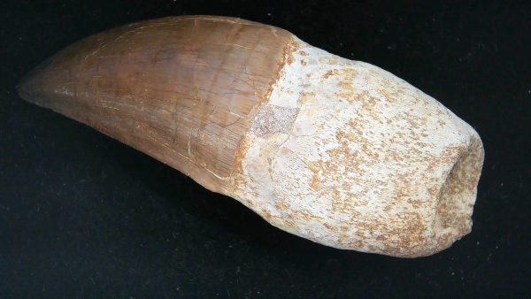 Morocco Cretaceous Prognathodon Anceps Mosasaur Rooted Tooth 42a | Fossils for Sale