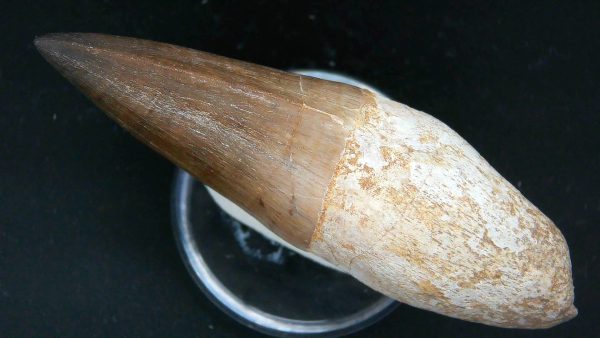 Morocco Cretaceous Prognathodon Anceps Mosasaur Rooted Tooth 42b | Fossils for Sale