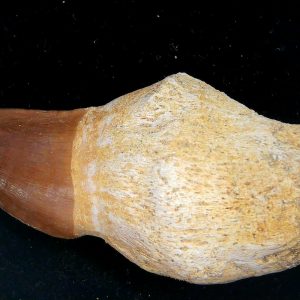 Prognathodon anceps Cretaceous Mosasaurus Tooth #43