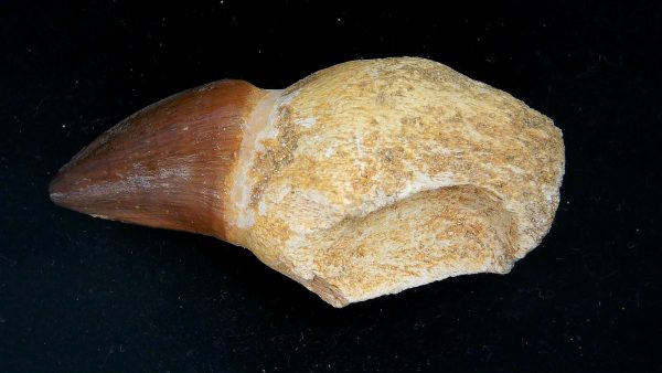 Morocco Cretaceous Prognathodon Anceps Mosasaur Rooted Tooth 43a | Fossils for Sale