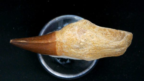 Morocco Cretaceous Prognathodon Anceps Mosasaur Rooted Tooth 43b | Fossils for Sale