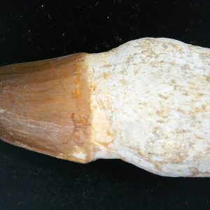 Prognathodon anceps Cretaceous Mosasaurus Tooth #44