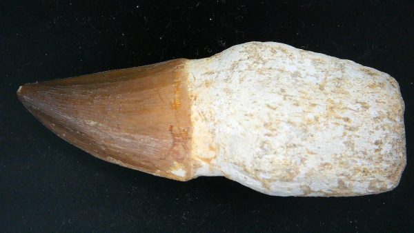 Morocco Cretaceous Prognathodon Anceps Mosasaur Rooted Tooth 44 | Fossils for Sale