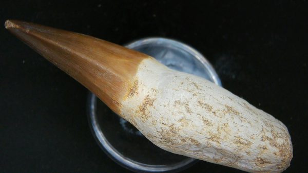 Morocco Cretaceous Prognathodon Anceps Mosasaur Rooted Tooth 44b | Fossils for Sale