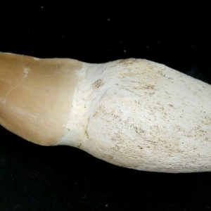 Prognathodon anceps Cretaceous Mosasaurus Tooth #45