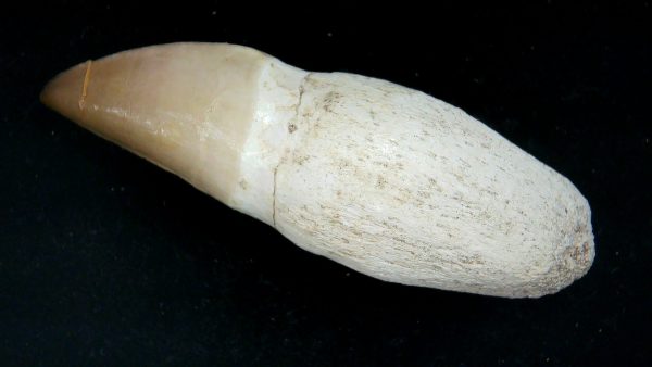 Morocco Cretaceous Prognathodon Anceps Mosasaur Rooted Tooth 45a | Fossils for Sale