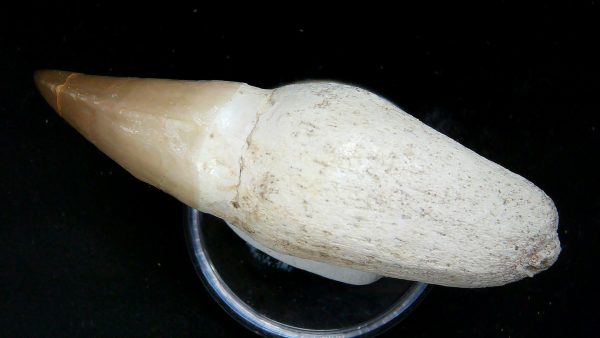 Morocco Cretaceous Prognathodon Anceps Mosasaur Rooted Tooth 45b | Fossils for Sale