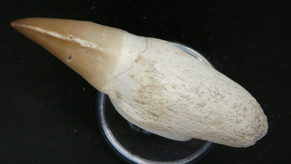 Morocco Cretaceous Prognathodon Anceps Mosasaur Rooted Tooth 45c | Fossils for Sale