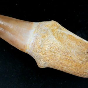 Prognathodon anceps Cretaceous Mosasaurus Tooth #46