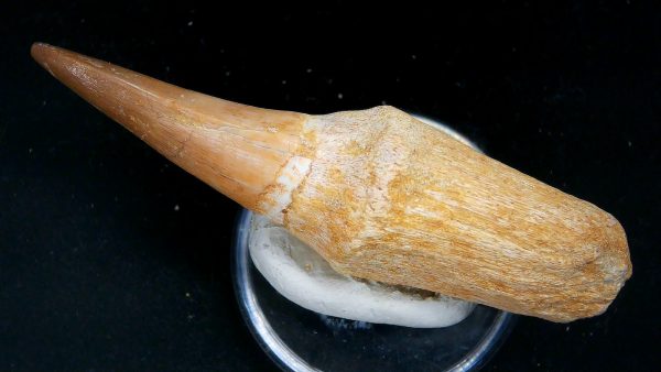 Morocco Cretaceous Prognathodon Anceps Mosasaur Rooted Tooth 46c | Fossils for Sale
