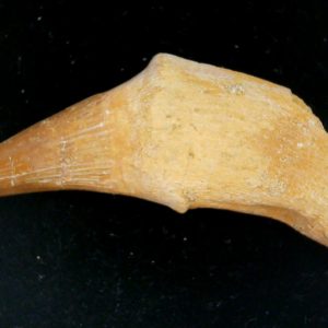 Prognathodon anceps Cretaceous Mosasaurus Tooth #47