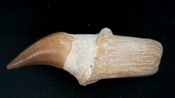 Morocco Cretaceous Prognathodon Anceps Mosasaur Rooted Tooth 48a | Fossils for Sale