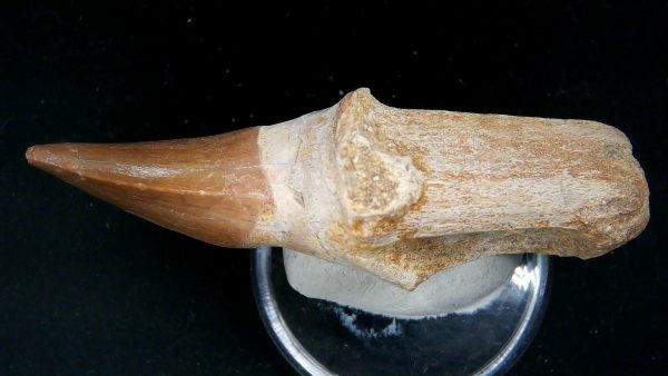 Morocco Cretaceous Prognathodon Anceps Mosasaur Rooted Tooth 48b | Fossils for Sale
