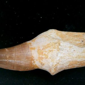 Prognathodon anceps Cretaceous Mosasaurus Tooth #49