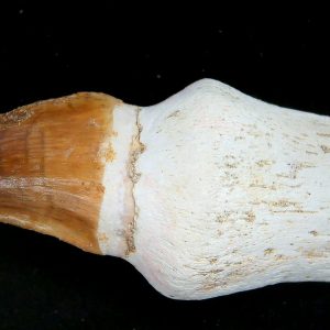 Prognathodon anceps Cretaceous Mosasaurus Tooth #50