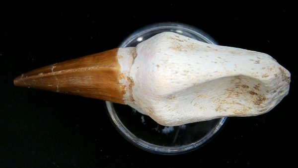 Morocco Cretaceous Prognathodon Anceps Mosasaur Rooted Tooth 50b | Fossils for Sale
