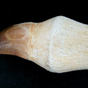 Prognathodon anceps Cretaceous Mosasaurus Tooth #52