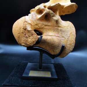 General Cretaceous Age Rebbachisaurus Dinosaur Vertebra Fossil from Morocco for Sale #2