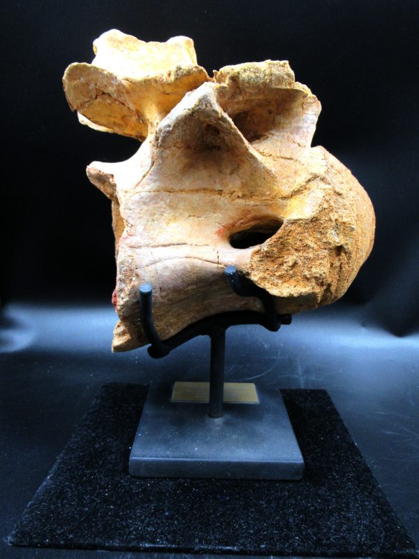 Morocco Cretaceous Rebbachisaurus Dinosaur Vertebra 2c | Fossils for Sale General Cretaceous Age Rebbachisaurus Dinosaur Vertebra Fossil from Morocco for Sale #2c