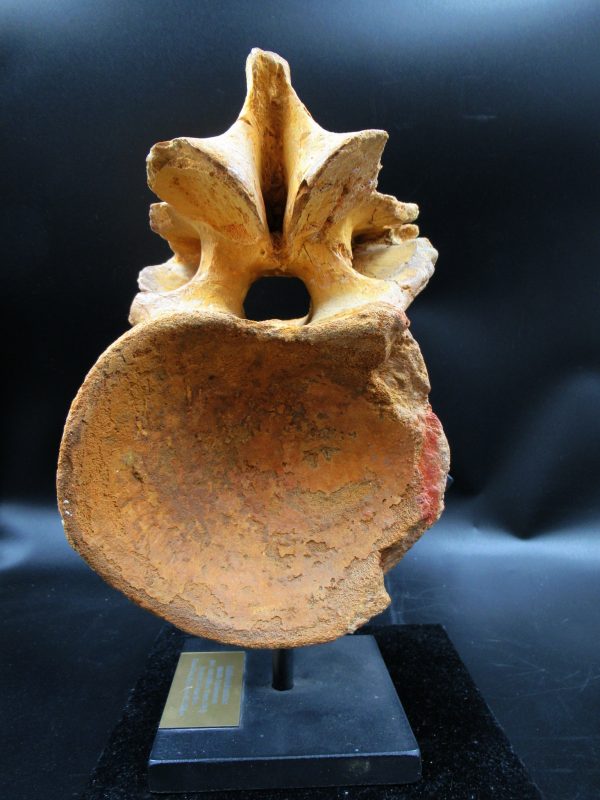 Morocco Cretaceous Rebbachisaurus Dinosaur Vertebra 2d | Fossils for Sale General Cretaceous Age Rebbachisaurus Dinosaur Vertebra Fossil from Morocco for Sale #2d