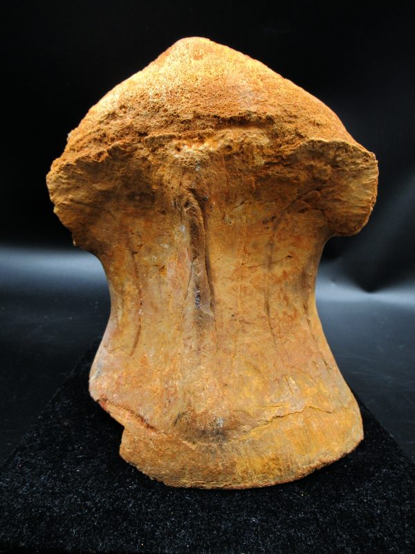 Morocco Cretaceous Rebbachisaurus Dinosaur Vertebra 2f | Fossils for Sale General Cretaceous Age Rebbachisaurus Dinosaur Vertebra Fossil from Morocco for Sale #2f