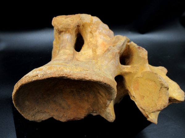Morocco Cretaceous Rebbachisaurus Dinosaur Vertebra 2g | Fossils for Sale General Cretaceous Age Rebbachisaurus Dinosaur Vertebra Fossil from Morocco for Sale #2g