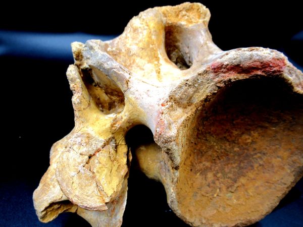 Morocco Cretaceous Rebbachisaurus Dinosaur Vertebra 2h | Fossils for Sale General Cretaceous Age Rebbachisaurus Dinosaur Vertebra Fossil from Morocco for Sale #2h