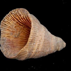 Rugose Coral - Horn Coral Fossil for Sale from Morocco #10