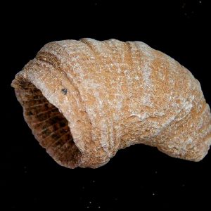 Rugose Coral - Horn Coral Fossil for Sale from Morocco #11