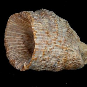 Rugose Coral - Horn Coral Fossil for Sale from Morocco #12