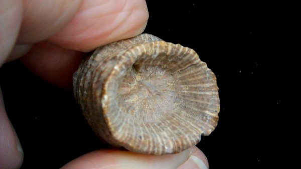 Morocco Devonian Age Rugose Horn Coral 12b | Fossils for Sale