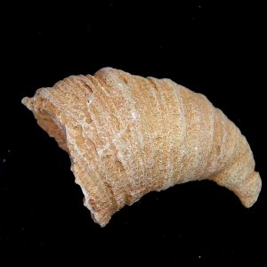 Rugose Coral - Horn Coral Fossil for Sale from Morocco #13