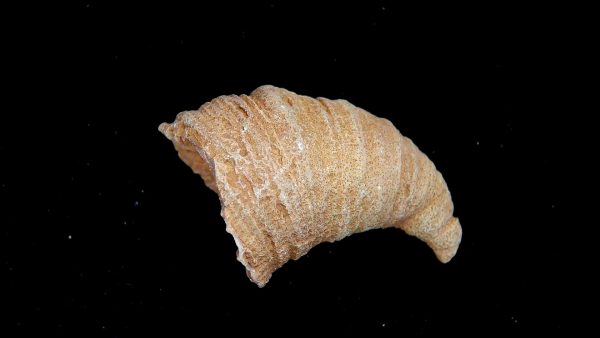Morocco Devonian Age Rugose Horn Coral 13 | Fossils for Sale
