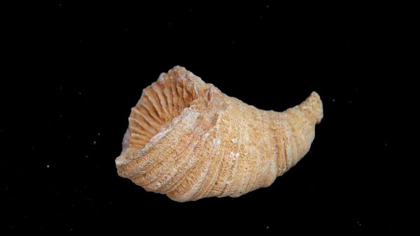 Morocco Devonian Age Rugose Horn Coral 13a | Fossils for Sale