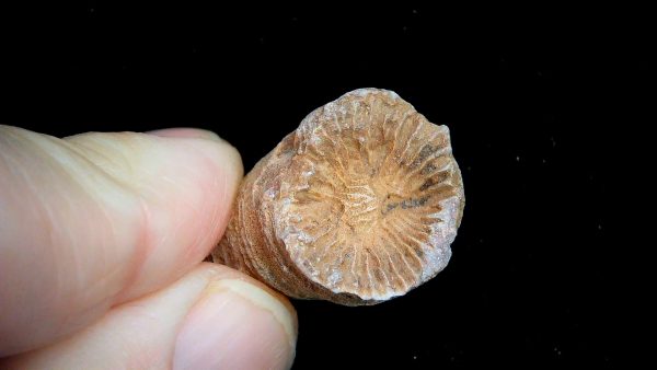 Morocco Devonian Age Rugose Horn Coral 13b | Fossils for Sale