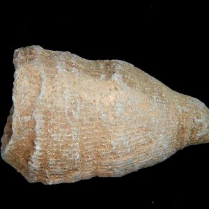 Rugose Coral - Horn Coral Fossil for Sale from Morocco #14