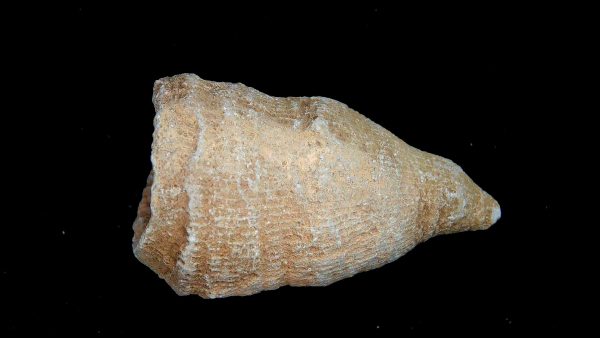 Morocco Devonian Age Rugose Horn Coral 14 | Fossils for Sale