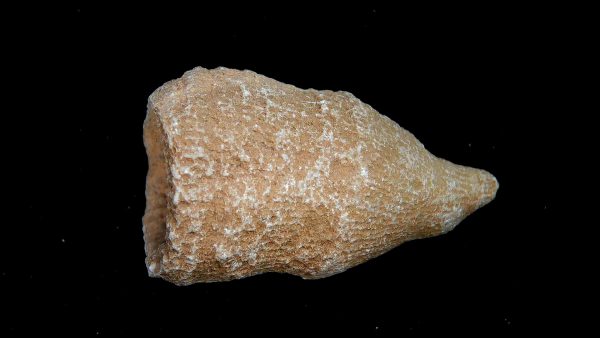 Morocco Devonian Age Rugose Horn Coral 14a | Fossils for Sale