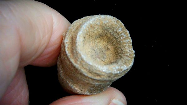 Morocco Devonian Age Rugose Horn Coral 14b | Fossils for Sale