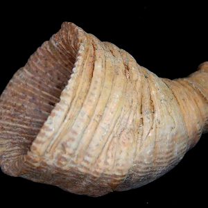 Rugose Coral - Horn Coral Fossil for Sale from Morocco #15